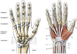 Hajnal benjámin rated it it was amazing aug 11, 2018. Anatomie Und Funktion St Josefs Hospital Wiesbaden