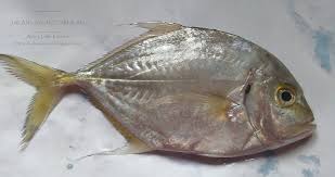 We did not find results for: Amie S Little Kitchen Kenali Pelbagai Jenis Ikan Di Pantai Timur Sabah