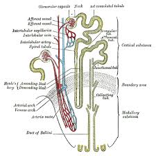 Human Physiology The Urinary System Wikibooks Open Books