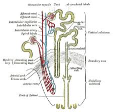 human physiology the urinary system wikibooks open books