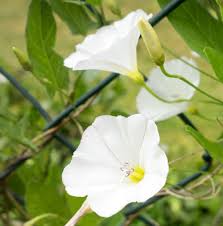 This stops the bindweed from entwining itself around other plants. Bindweed Or Bellbind