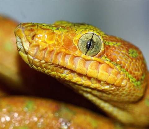 NeuroDojo: Snake eyes