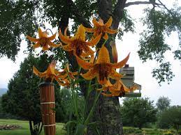 mortagon lily these lillies grow tall and the blooms hang upside down this is looking into throat of how to taller vegetable garden bloom eucalyptus plant hanging