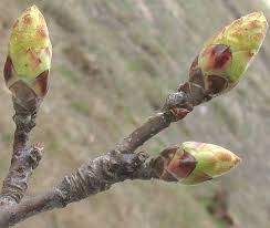 They are native to southeast and east asia, western mediterranean and eastern north america. Sweetgum Liquidambar Styraciflua