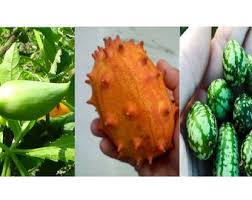 Image result for Acanthosicyos naudinianus