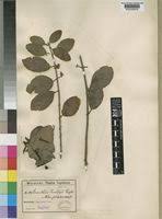 Image result for Globimetula mweroensis