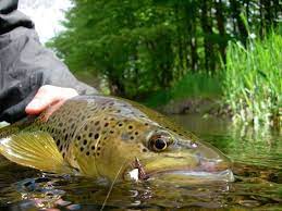 What Trout Eat Fish Freshwater Fish Trout