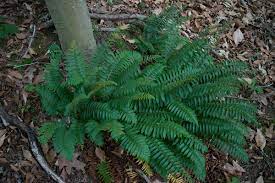 The leatherwood fern gets its name because due to its rich orange and red color it looks very similar to leather sitting upon the forest or around a pond or stream bed. Polystichum Acrostichoides Wikipedia