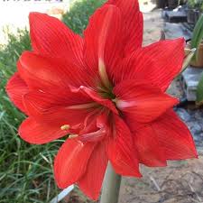Plant 6 to 8 inches deep and one foot apart in the fall. Florasiam Amaryllis And Flower Bulbs Import Export Home Facebook