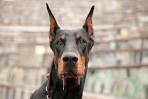 Doberman Pinscher Puppies For Sale - AKC PuppyFinder