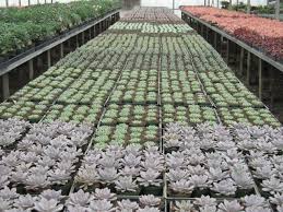 Family owned & operated since 1961. Our Greenhouses Florida Cactus Inc