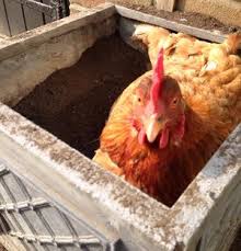 It sounds counterintuitive to us, doesn't. Dust Baths For Chickens And What To Fill Them With Cluckin