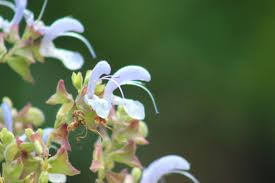 Image result for Syncolostemon canescens