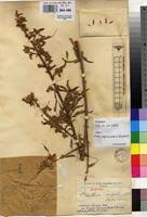 Image result for Kotschya