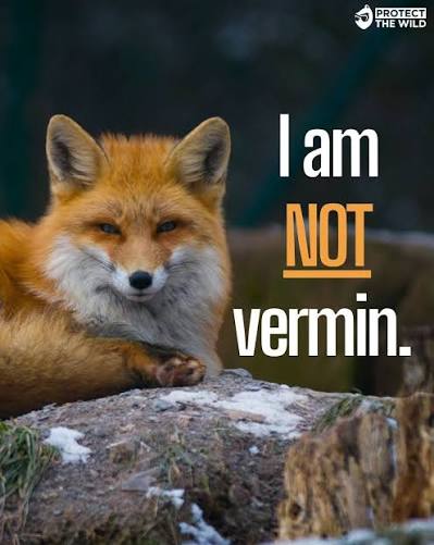 Foxes divide opinion. We're firmly on their side. Are you?