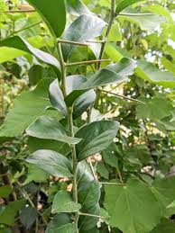 Image result for Dovyalis sp. A