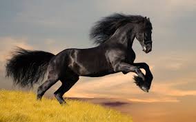 Beautiful Black And White Mustang Horse Images For Gt White Mustang Horse Photoshopped Animals Horses Most Beautiful Horses