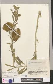 Image result for Secamone punctulata