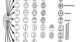 Angiosperm embryo sac mainly are of three types. Embryo Sacs