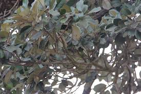 Image result for Manilkara kauki