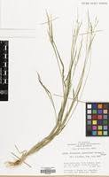 Image result for Urochloa leersioides