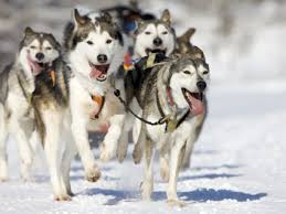 90.000 stichwörter und wendungen sowie 120.000 übersetzungen. Schlittenhunde Fahrt In Odwang Als Geschenk Mydays