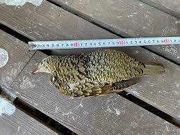 Image result for トラツグミ