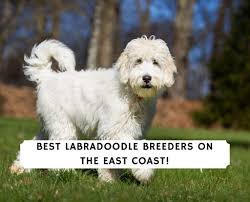 Visit us now to find your dog. 7 Best Labradoodle Breeders On The East Coast 2021 We Love Doodles