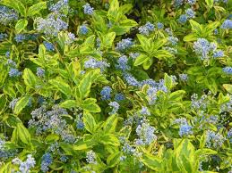 Image result for Cyrtorchis glaucifolia