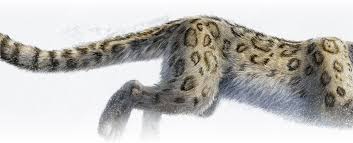 Free Free 266 Snow Leopard Svg SVG PNG EPS DXF File