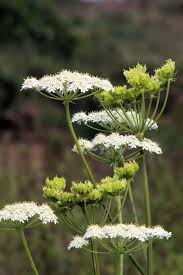 Image result for Pimpinella
