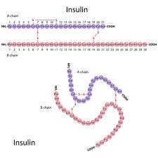 Type 2 Diabetes Genetics Home Reference Nih