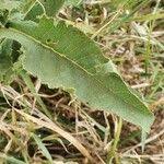 Image result for Erigeron steudelii