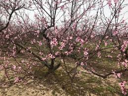 Find images of peach tree. Jones Orchard The Loring Peaches Are Now In Bloom Facebook