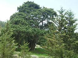 Image result for Cupressus