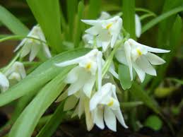 Image result for Polystachya troupiniana