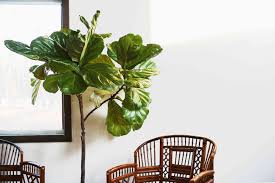 With a little love and some water, these indoor plants can make it anywhere. The Best Houseplants For Apartments