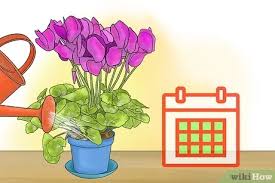 Finn ut hva du skal gjøre med gulvende cyclamenblader i denne artikkelen. 3 Ways To Care For Cyclamen Plants Wikihow