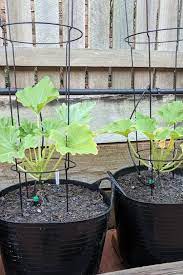 18 gal totes will hold 6 plants/ i put 2 plants together in 3 locations in container. Tips On Planting And Growing Zucchini In Containers Or Pots