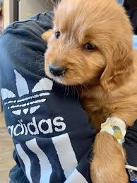Check spelling or type a new query. Victoria Humane Society Rallies To Save Sick Golden Retriever Puppy Surrendered In Nanaimo Nanaimo News Bulletin