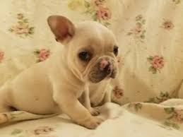 It is not enough for our dogs to be strikingly beautiful and elegant. View Ad French Bulldog Puppy For Sale Near Texas Houston Usa Adn 62054