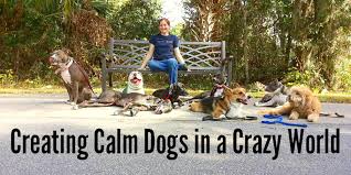 Collection by mr n mrs pet care services. Orlando Florida Dog Training Central Fl Dog Trainer Dog Obedience Dog Aggression Dog Behavior Modification