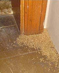 In many cases, a mouse trap or a can of bug spray won't do the trick when you want to get rid of pests in your house. More Than Just Bedbugs Heat Kills Lots Of Pests Chemical Free Pest Equipment From Greentech Heat Solutions