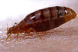 Everyone can be a great writer grammarly allows me to get those communications out and feel confident that i'm putting my best foot forward. Bed Bug Cure On Shark Tank