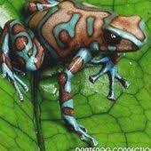 Dendrobates Auratus Highland Bronze Love These Colors Together Nel 2020 Animali Fotografia Di Animali Immagini Con Animali