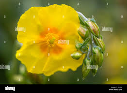 Yellow flower with buds hi-res stock photography and images