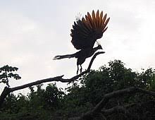 This article lists the national birds of different countries of the world. Hoatzin Wikipedia