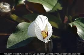 Image result for Ottelia