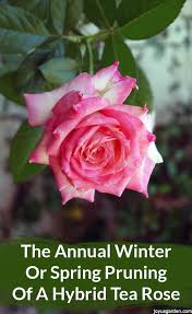 New varieties of hybrid tea roses are introduced every year, but some classics simply can't be beaten. Hybrid Tea Rose Annual Winter Or Spring Pruning