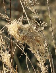 Image result for z p%u0159ednice jedovat 